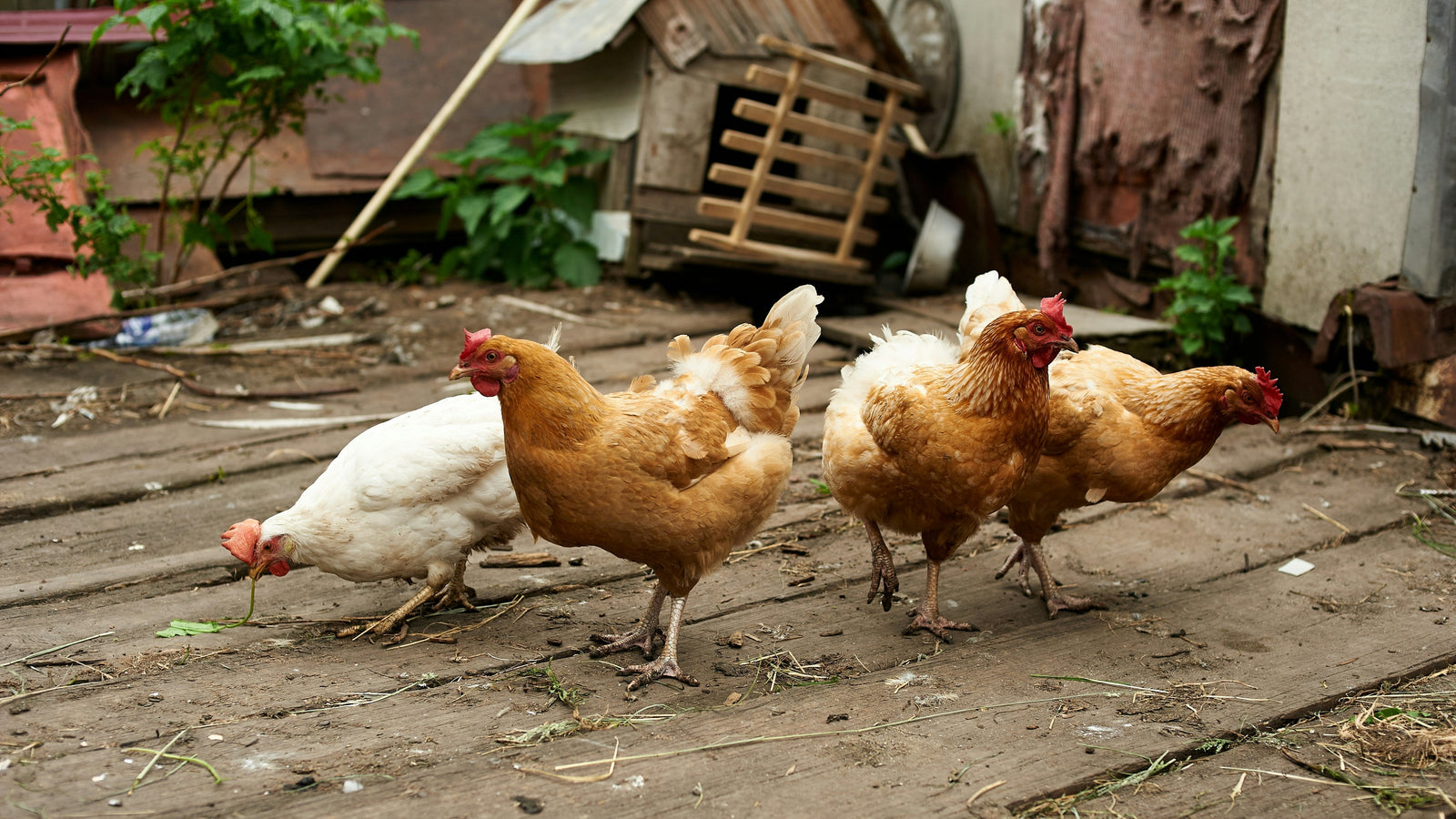 What to Feed Your Laying Chickens: Nutrena's New Harvest Blend and Hi-Pro Scratch