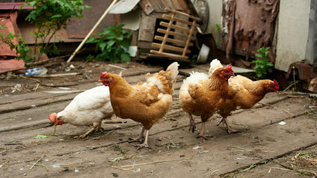 What to Feed Your Laying Chickens: Nutrena's New Harvest Blend and Hi-Pro Scratch