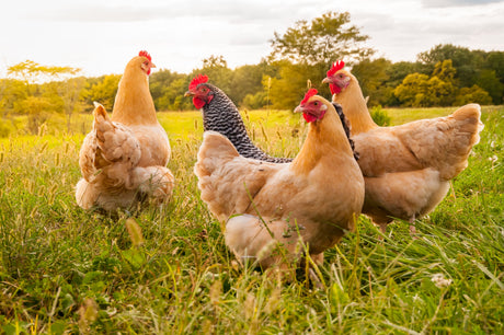 Backyard Chicken Care
