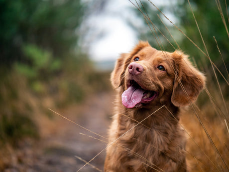 Celebrating Pet Health with Dog Dental Month at JAX Farm & Ranch
