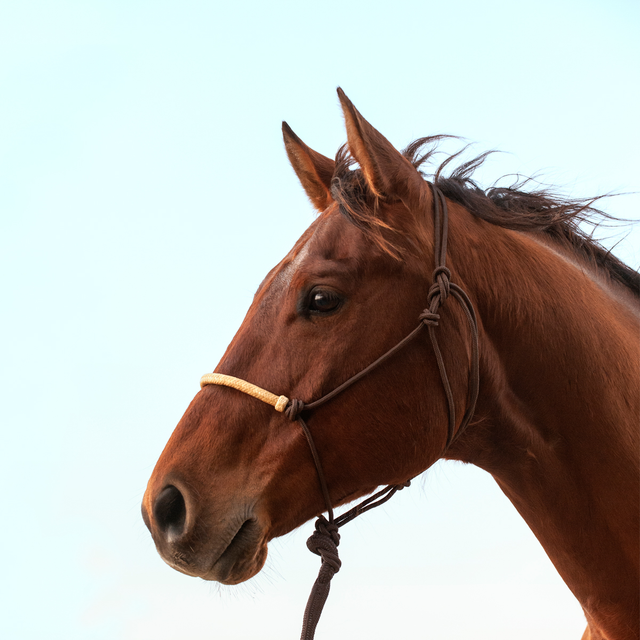 Classic Equine Braided Rawhide Rope Halter - Brown