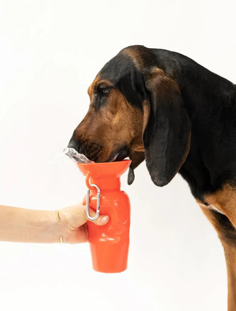 Springer Pets Classic Dog Travel Bottle 22oz - Poppy