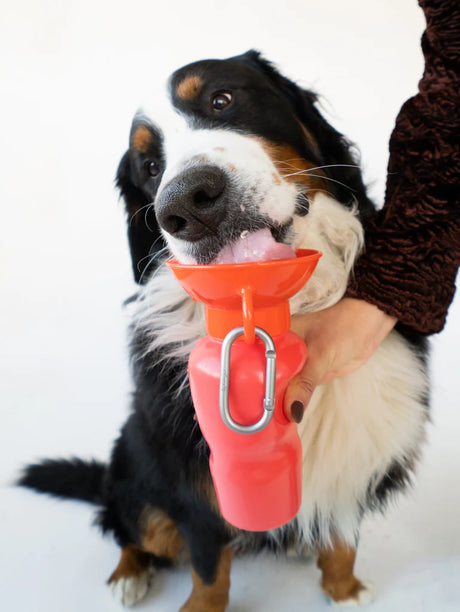 Springer Pets Classic Dog Travel Bottle 22oz - Poppy