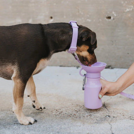 Springer Pets Mini Dog Travel Bottle 15oz - Lilac