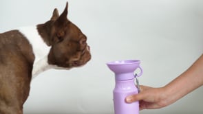 Mini Dog Travel Bottle 15oz - Lilac