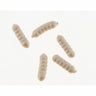 Berkley PowerBait Power Wigglers White